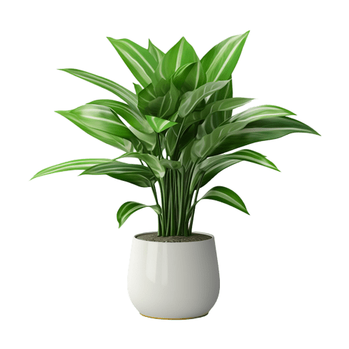 Calathea Orbifolia