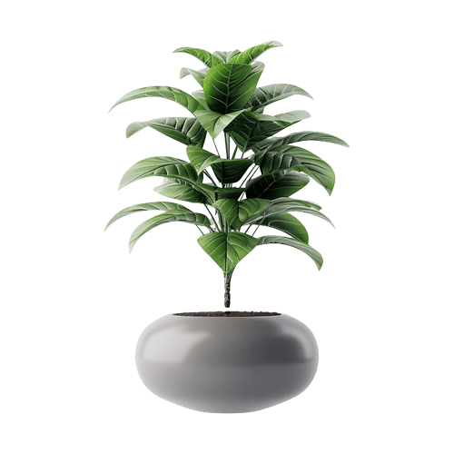 Alnus glutinosa - Image 2