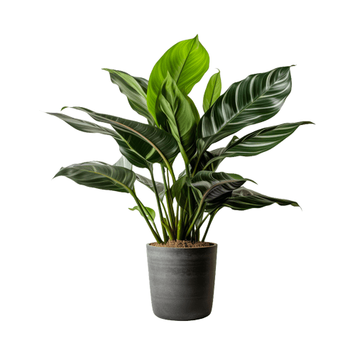 Alnus glutinosa - Image 3