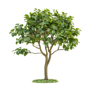 Ficus Lyrata