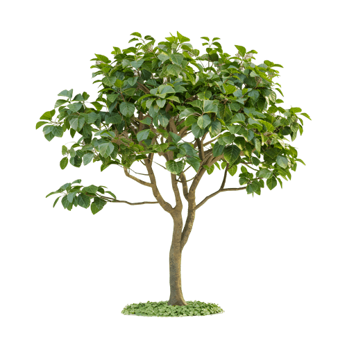 Ficus Lyrata